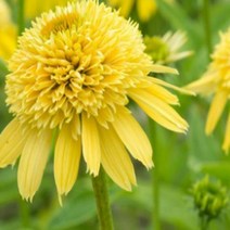 뿌리/에키나세아-에센트릭옐로 뿌리1개 KM1254