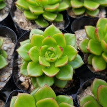 레티지아(소) 다육식물