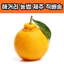 제주 한라봉 제철, 선물용 3KG 중과(10-16과 내외)