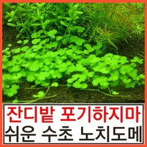 수초하우스) 노치도메(급성장종 잔디밭 수초), 4촉