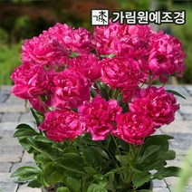 작약 왜성향수작약 숙근 12종 모음 2023년 신상품 가림원예조경, 왜성향수작약:런던
