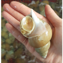 어머나수산 동해안 포항백고동 백골뱅이 제철백골뱅이, 중 1kg 30마리 내외, 1개