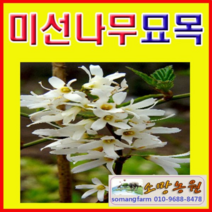 (G소망)미선나무묘목(수고100센치) 2그루