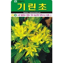 야생화 기린초 씨앗(1000립)(A0687), 1개
