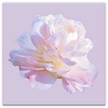 모란꽃 33종 돈들어오는 그림 한국화 캔버스액자 인테리어액자 거실액자 침실액자, 모란꽃10