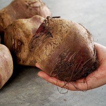 지투지샵 무농약 비트 3kg