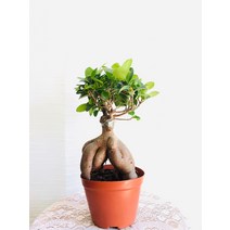 인삼펜더 팬다 중대품 30~40cm 149