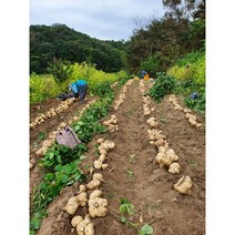 멕시코감자 얌빈 히카마 10kg, 상품(300g~1kg)10kg