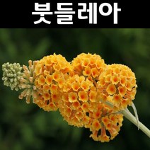 붓들레아/썬골드 나무 묘목 6치포트 1개/정원/공원/조경수
