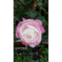 [떡잎상가]상부연, 1개