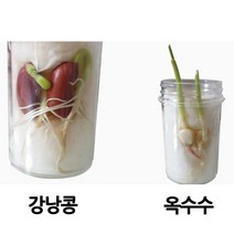 여러 가지 식물의 한살이 5인/과학 실험 키트 교구 도구 만들기