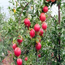 석류나무 묘목 유실수 결실주