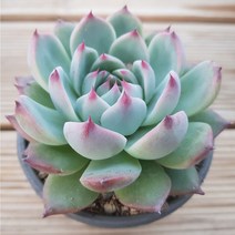 50가지 다육이 [ 취향저격 ], 49번-치와와