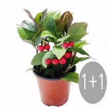 트리앤 1+1 천냥금 토분천냥금 화분천냥금 공기정화식물 미세먼지제거식물, 01.1+1 천냥금48 1개