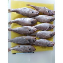 다원 급냉 국산 백조기 10미, 900g~1000g 사이