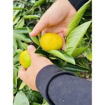 제주도 귤 비가림 감귤 5kg, 꼬마