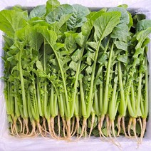 포천 싱싱 어린 열무 2kg 어린열무 4kg 1개, 어린열무2kg