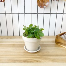 1+1 레몬밤 키친허브 화분 세트 애플민트 딜 바질 베란다 텃밭 허브 키우기, H07.레몬밤, H13.체리세이지