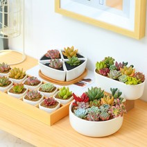 Happy Season 심플한 미니 다육이화분 받침대포함, No.3