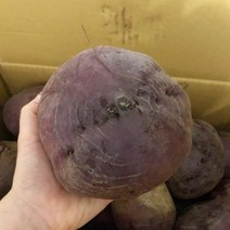 국내산 햇 레드비트 비트 5kg 10kg, 01. 생 레드비트 5kg