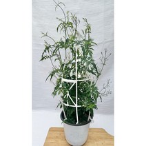 [골든플랜트] 학자스민(중품) 넝쿨 학자스민 향기가 듬뿍 뿜뿜 학자스