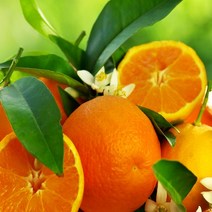 불로초 밀감 한라봉 천혜향 레드향 선물세트, 2.불로초감귤3kg