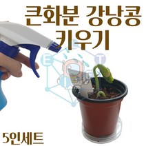CON/큰화분 강낭콩 기르기 키우기 5인/식물 관찰 교과서제품