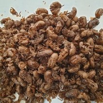 선퇴 선태 매미허물 건재 말린것 300g 매미허물 집, 1개