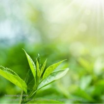 녹차 추출물 (green tea extract), 100ml