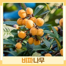 비파나무 묘목 실생7년생 키1.2m 포트묘 1개