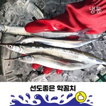 청정바다 통영 제철 학꽁치 1kg 생물/냉동, 1팩, 학꽁치(냉동)1kg