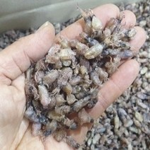 웰빙건어물 꼴뚜기소 500g 한봉 마른꼴뚜기 건꼴뚜기 술안주 꼴뚜기조림반찬 꼴뚜기, 1개