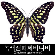 녹색점띠제비나비표본/Graphium agamemnon 70mm+-