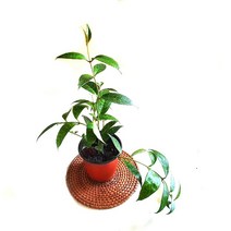 소예방 골드세피아 (소품) 식물인테리어 키우기쉬운 키우기좋은 반려식물 애완식물