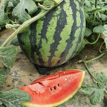 함안 꿀 수박 4kg ~ 10kg 함안 수박 고당도수박 하우스수박 설탕수박 맛있는 수박 왕수박 미니 수박 택배 마트수박, 5kg