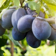 자연농원 서양자두 푸룬 롱존 나무 묘목 최소구매 2개, 스텐레이(자가수정)특묘