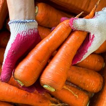 국산 당근 햇당근 제주도 구좌당근 강원도 경남 3kg 5kg 10kg, 중사이즈-주스용으로 추천