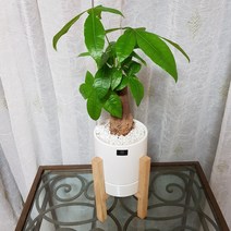 베스트플랜트 공기정화식물 키우기 쉬운 반려식물 중품 우드스탠드, 1개, 파키라+우드스탠드 중품