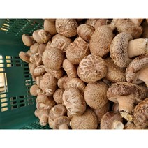 생표고버섯 특상품 1kg