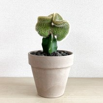 여우꼬리선인장 미니밍크선인장 이태리토분 세트 - 관리쉬운 공기정화식물, 모카색상