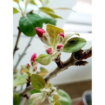 메이폴 왕방울사과 묘목, 1개