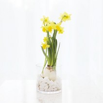 그린테라피 1 1 구근식물 히아신스 수선화 봄꽃 수경재배 식물 화분, 10_수선화   수경화병   흰자갈