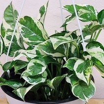 키우기 쉬운 엔조이스킨 걸이 수경재배식물 무늬스킨답서스 스킨답서스