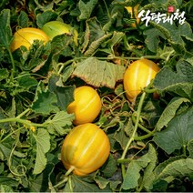 식탐대첩 못난이 성주 꿀참외 3kg 한입소과 22-33개, 없음