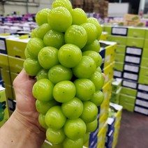 [과애모] 프리미엄 고당도 샤인머스켓 2kg 선물용