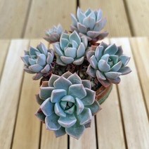 핑크프리티 5두 키우기 쉬운 다육 랜덤발송 분별도5-70, 단품