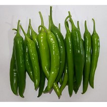 영프레시 오이고추 상품 가락시장 당일경매 (가격변동)- 500g / 1kg, 오이고추 500g