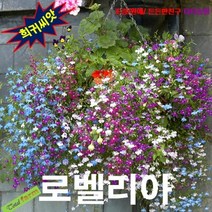 (희귀씨앗) 로벨리아 혼합 25립
