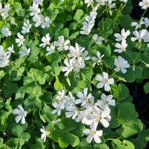 분재사랑초(흰꽃)