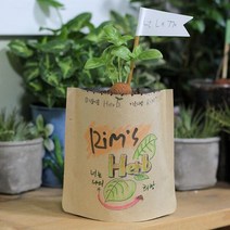 아트박스/에이치플러스몰 파라솔 그림봉투화분 스위트바질 WA081BC, 선택완료